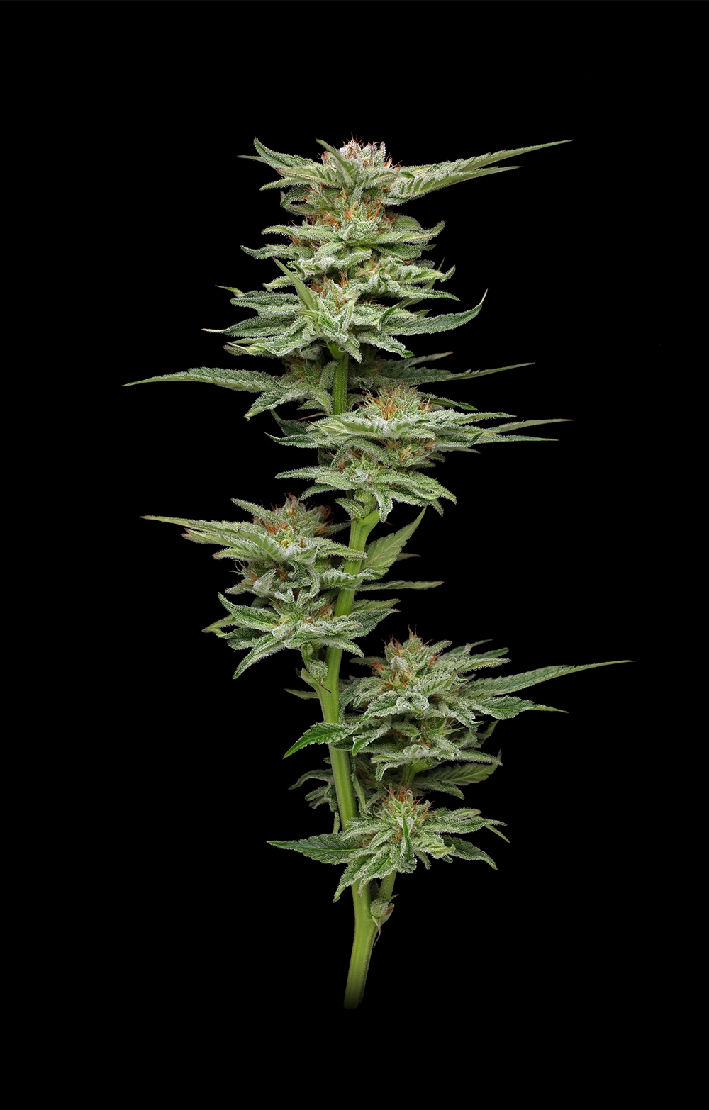 Cannabis plant on a black background