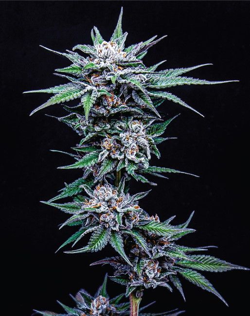 Blueberry Pancakes - Humboldt Seed Co.