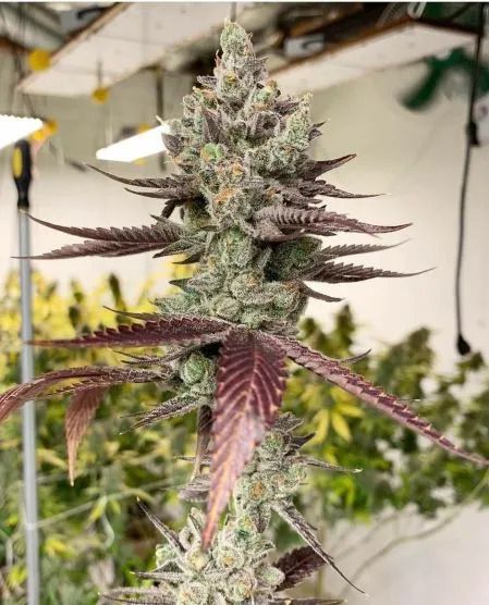 Close-up of a cannabis plant with purple leaves in an indoor setting.