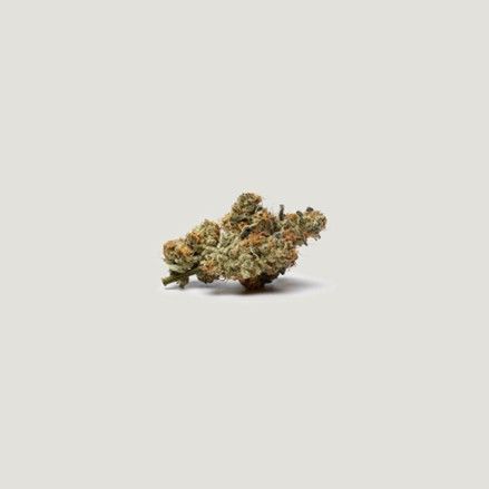 Bombay - Purple City Genetics
