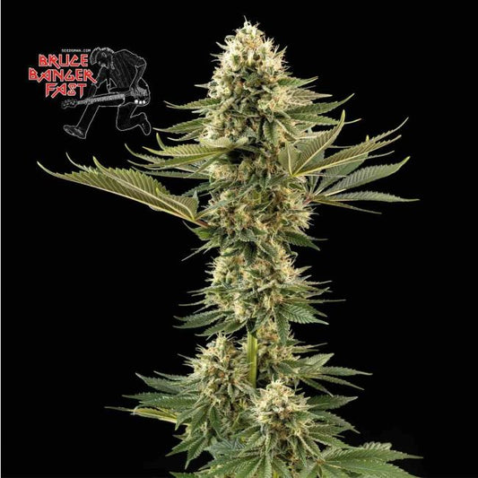 Mature cannabis plant with a black background and 'Bruce Banner Fast' logo.