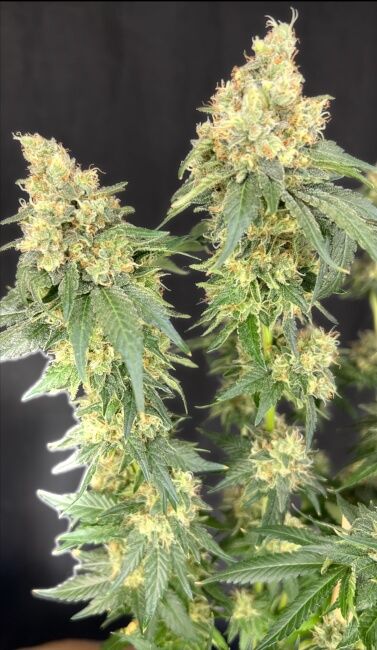 Close-up of a cannabis plant with dense green leaves and pale yellow-green flowering buds against a dark black background.