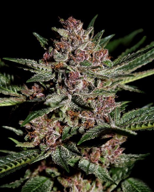 Close-up of a cannabis plant with dark background