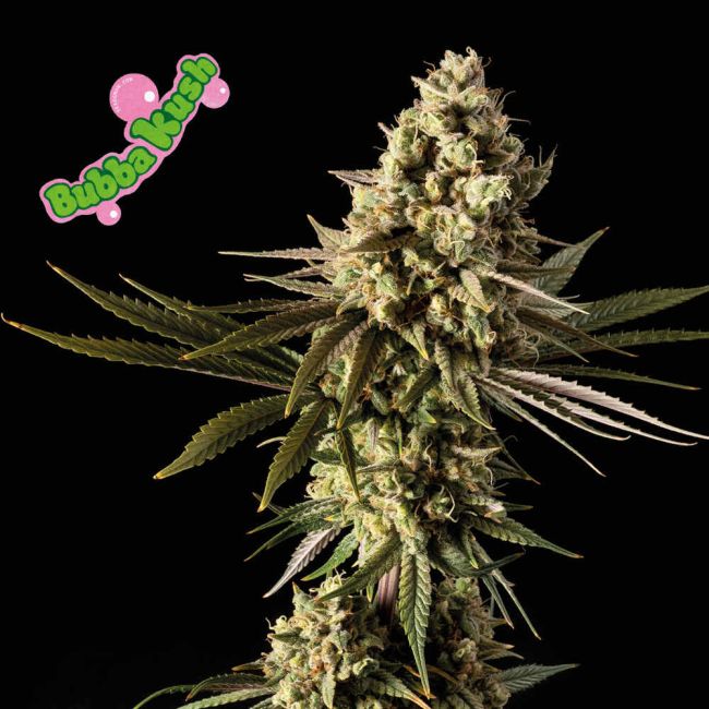 Close-up of a cannabis plant with 'Bubba Kush' logo on a black background