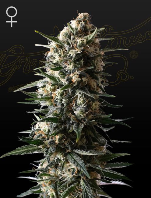 Close-up of a cannabis plant with a dark background