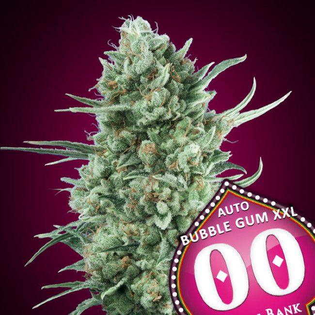Close-up of a cannabis plant with 'Auto Bubble Gum XXL' branding on a purple background