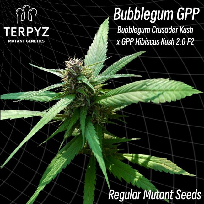 Mature cannabis plant with detailed features on a black background, featuring the brand 'TERPYZ'.