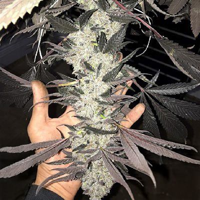 Hand holding a cannabis plant with dark purple leaves against a dark background