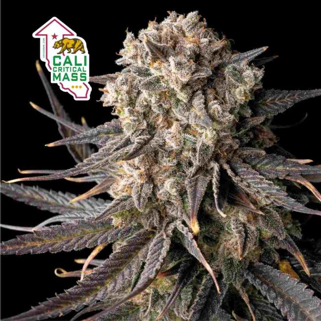 Close-up of a cannabis plant with Cali Critical Mass logo.