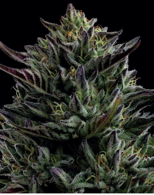 Close-up of a cannabis plant with dark background