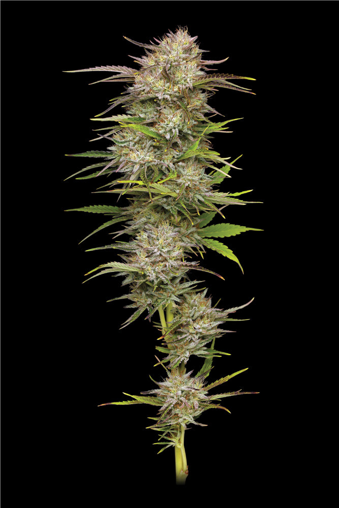 Cannabis plant with dense buds on a black background