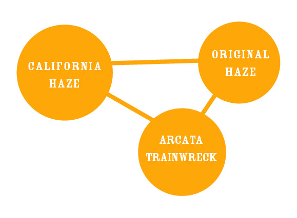 Diagram showing relationships between 'California Haze', 'Original Haze', and 'Arcata Trainwreck' on a white background.
