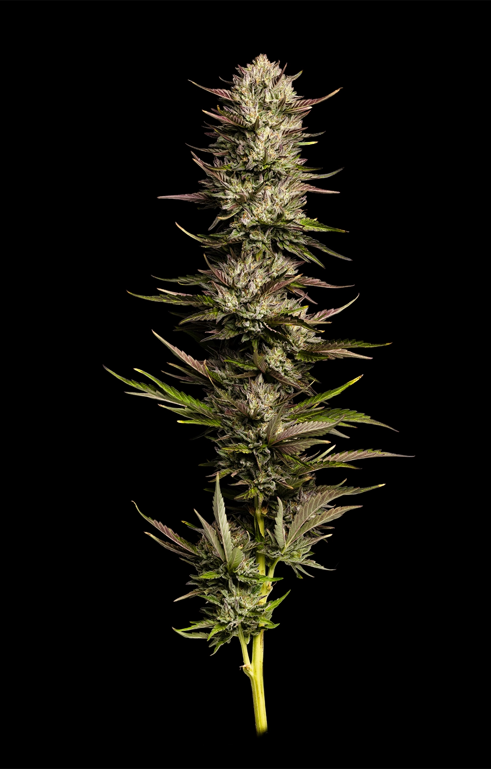 Cannabis plant on a black background