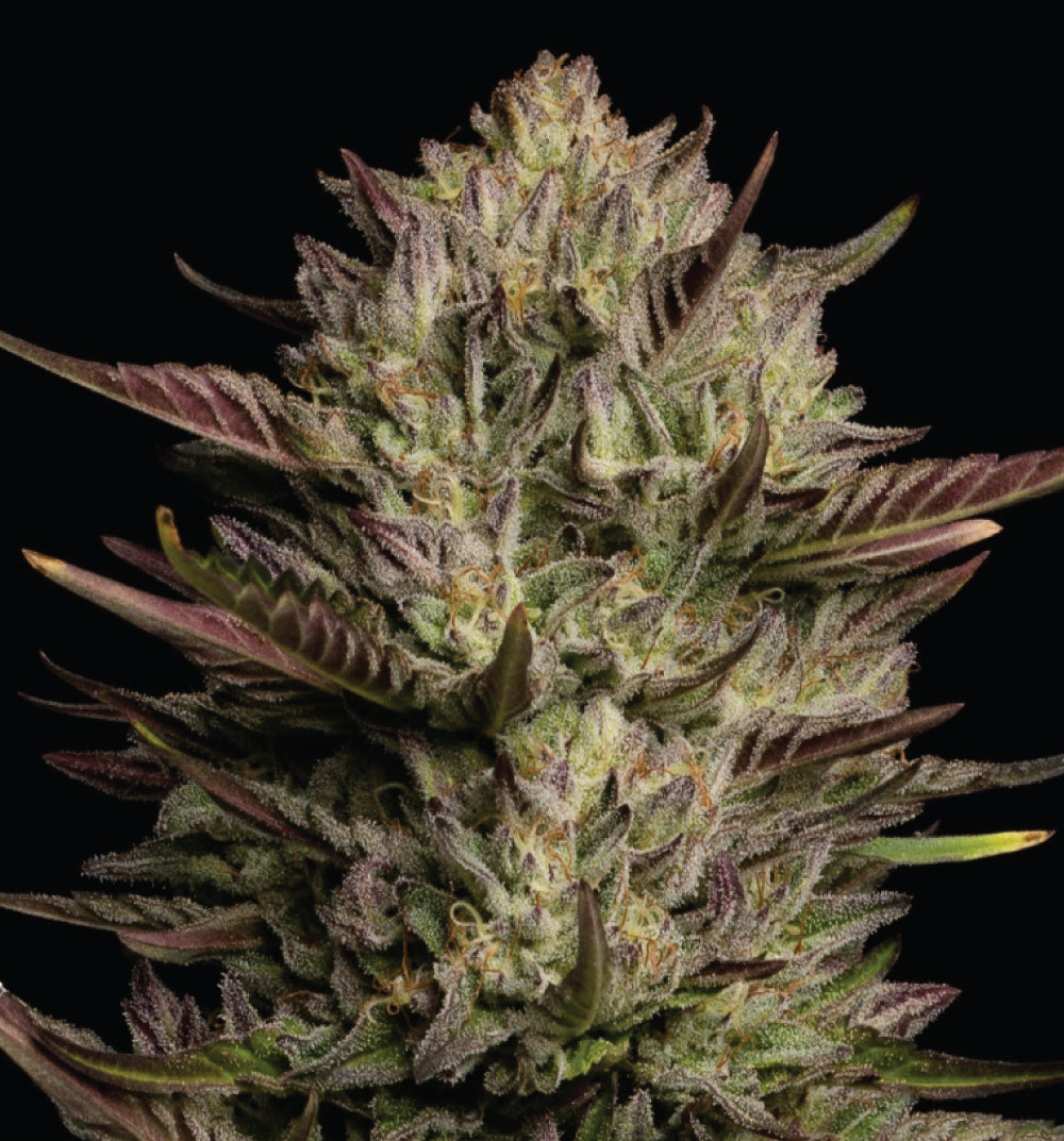 Close-up of a cannabis plant bud with a black background