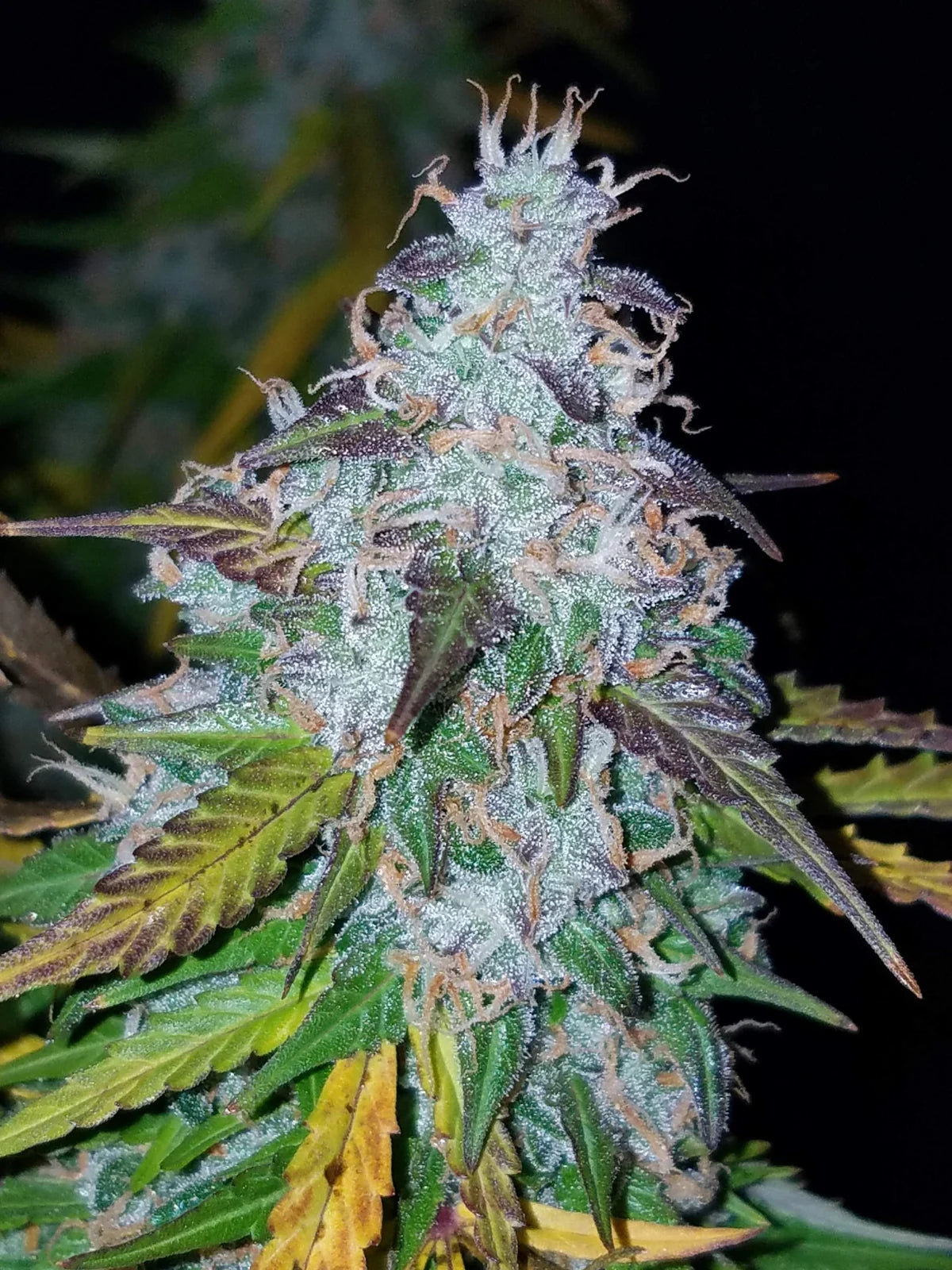 Californian Snow Auto - Fast Buds