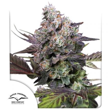 Close-up of a cannabis plant with visible trichomes on a white background, featuring the Dutch Passion logo.