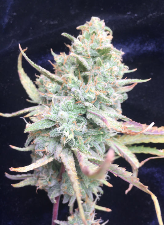 Candy Fuel - Breedlove Genetics