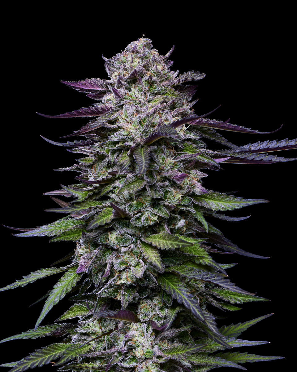 Close-up of a cannabis plant with purple accents on a black background