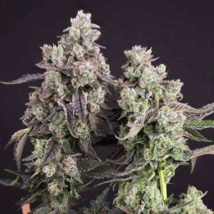 Close-up of a cannabis plant with dark background