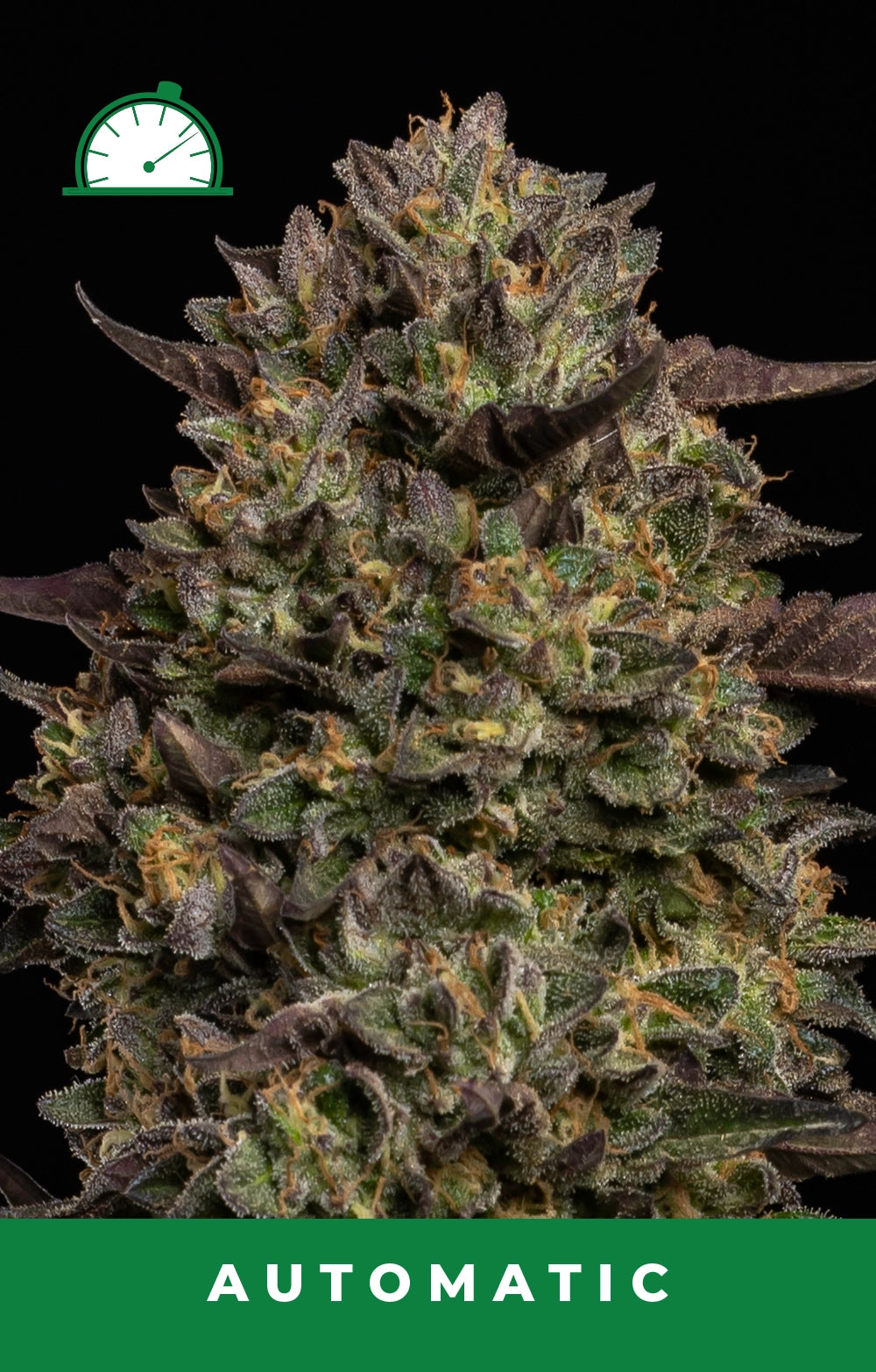 Close-up of a cannabis plant with 'Automatic' label at the bottom.