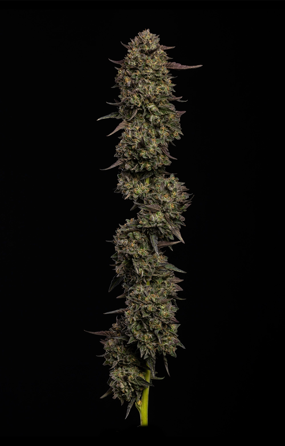 Mature cannabis plant on a black background