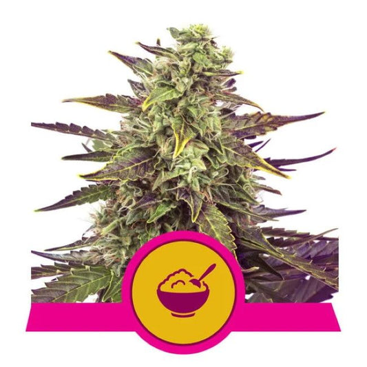 Cannabis plant with a yellow circle containing a bowl and spoon icon on a white background