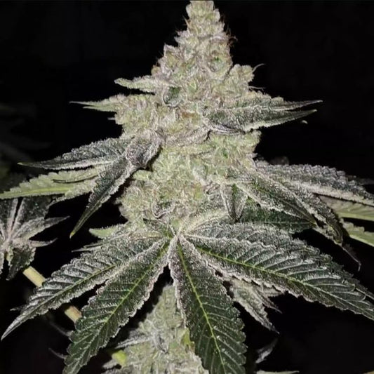 Close-up of a cannabis plant with dark background