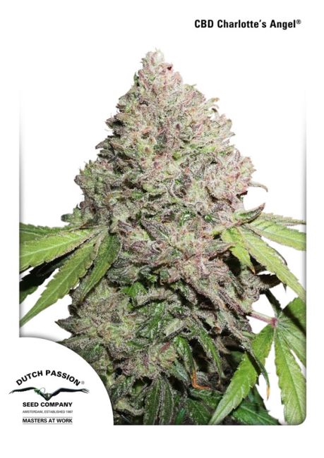 Charlotte's Angel CBD - Dutch Passion
