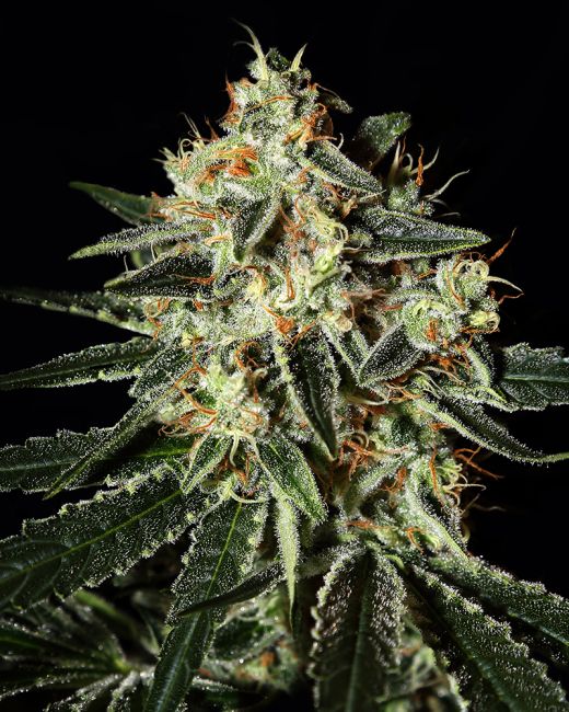 Close-up of a cannabis plant with a black background
