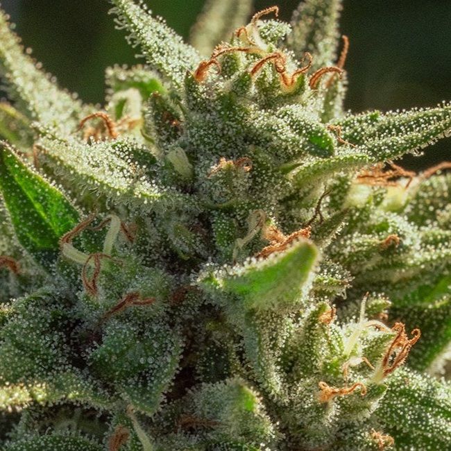 Close-up of a cannabis bud covered in frosty white trichomes with green leaves and small orange-brown pistils.