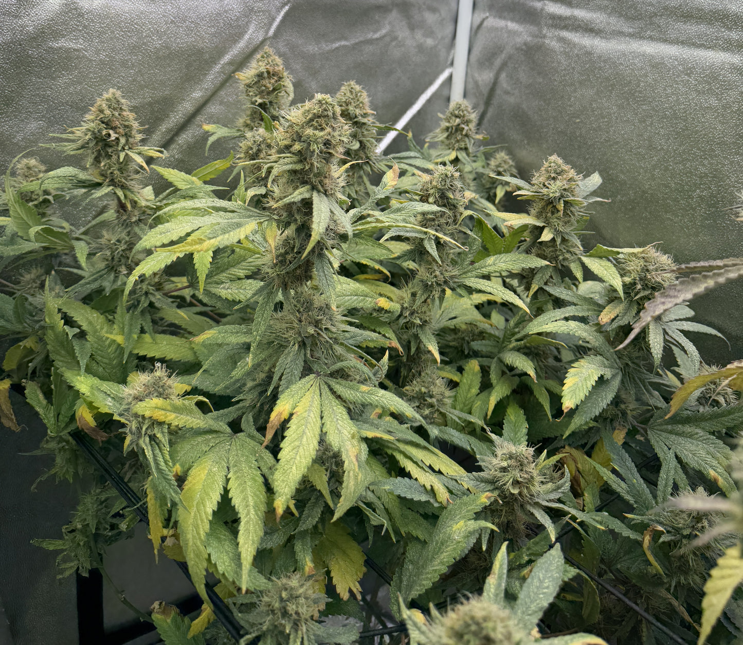 L.A. Confidential x Chemdawg - Breedlove Genetics