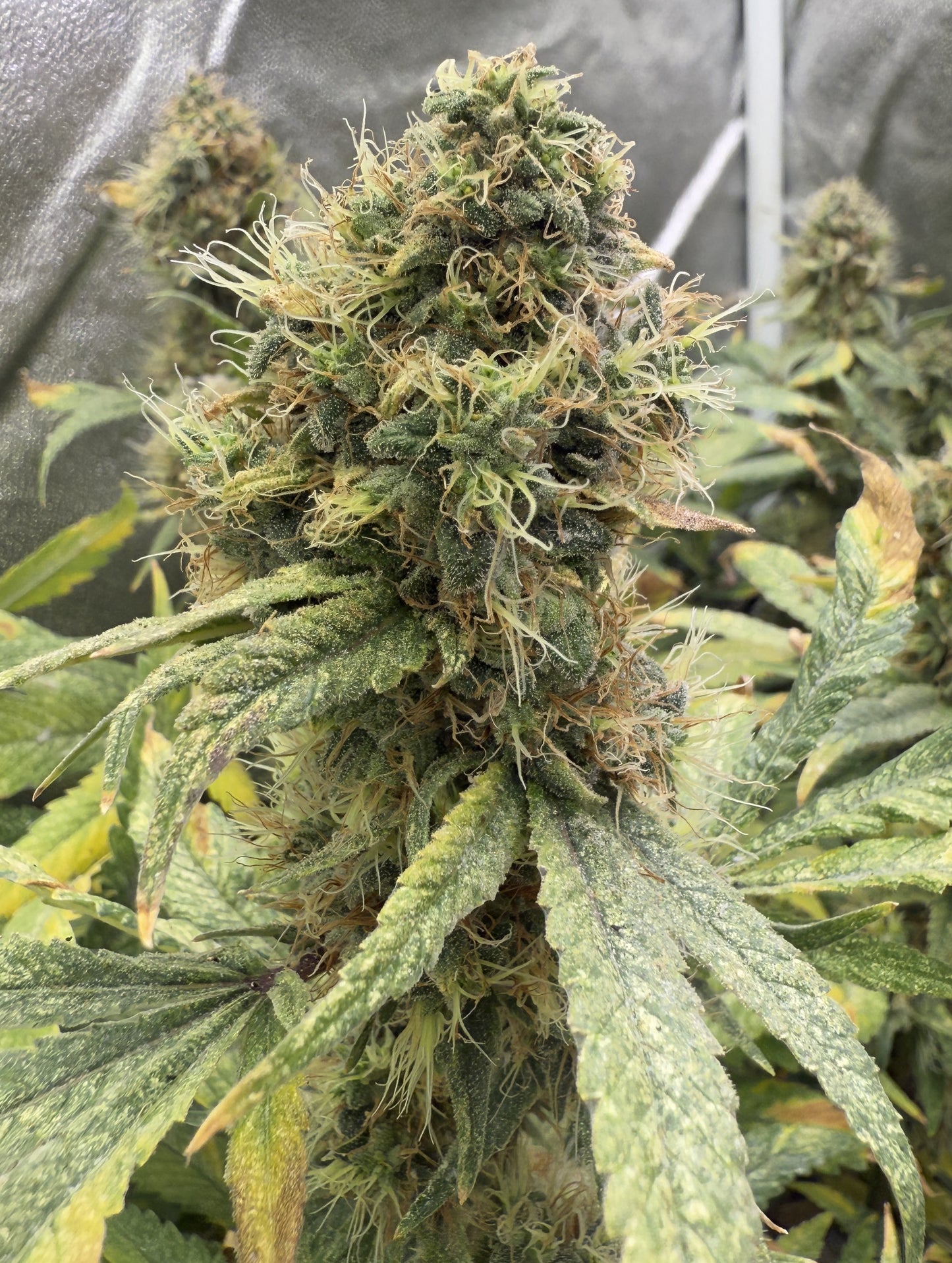 Close-up of a cannabis plant with green leaves and buds.