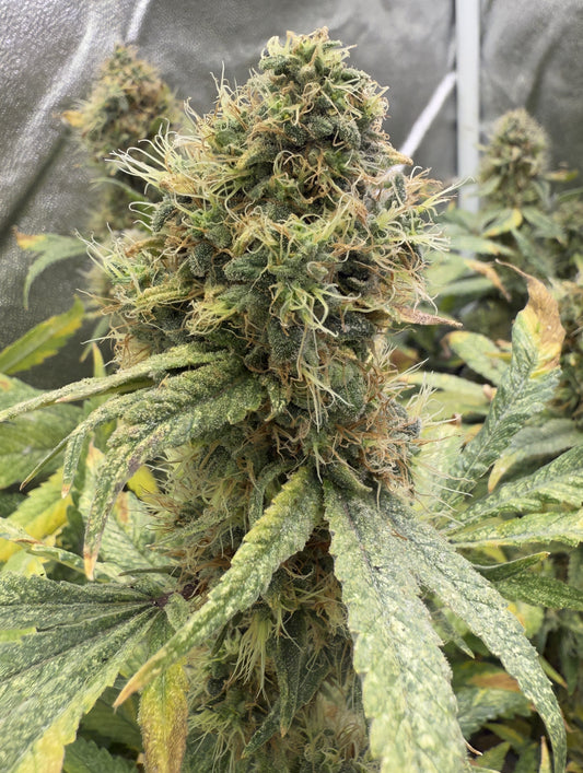 Close-up of a cannabis plant with green leaves and buds.