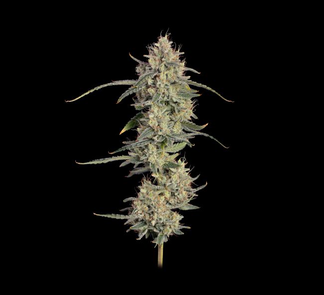 Cannabis plant on a black background