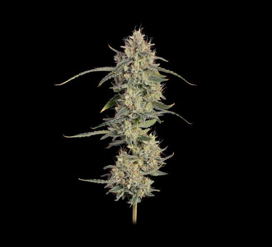 Cannabis plant on a black background