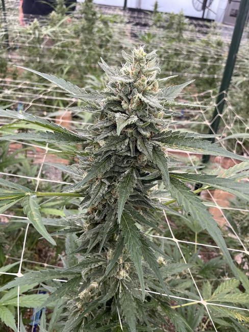 Grown cannabis plant with green leaves and buds.