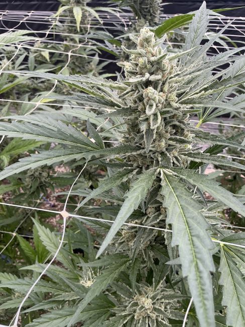 Close-up of a cannabis plant with green leaves and buds.