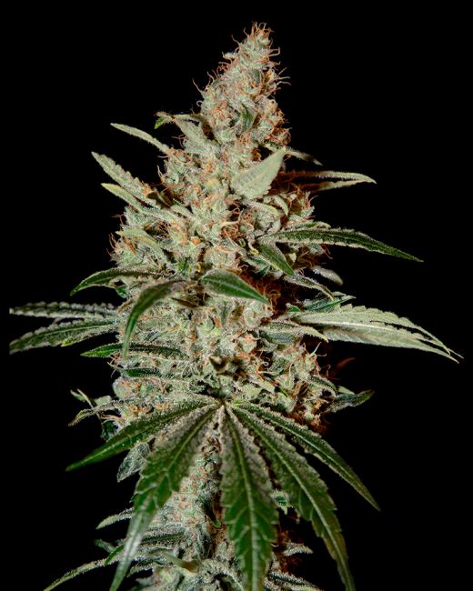 Close-up of a cannabis plant against a black background