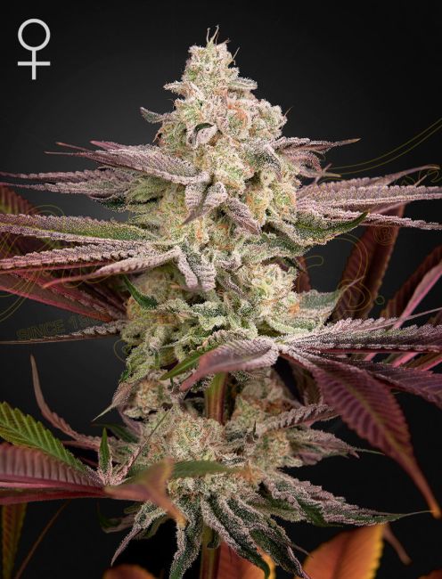 Close-up of a cannabis plant with a dark background