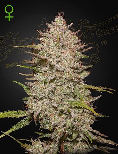 Close-up of a cannabis plant with a dark background