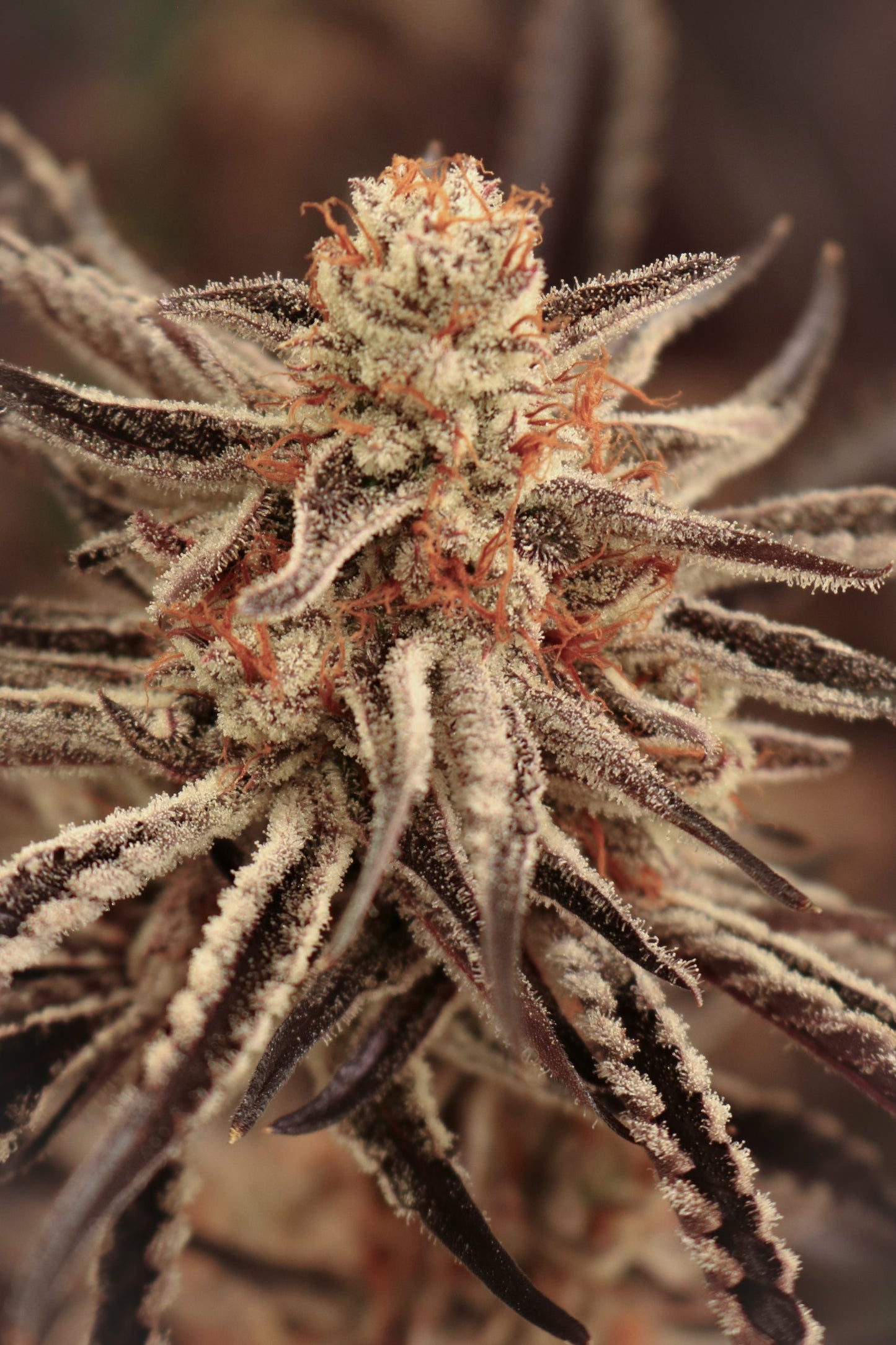 Close-up of a cannabis plant bud with a blurred background