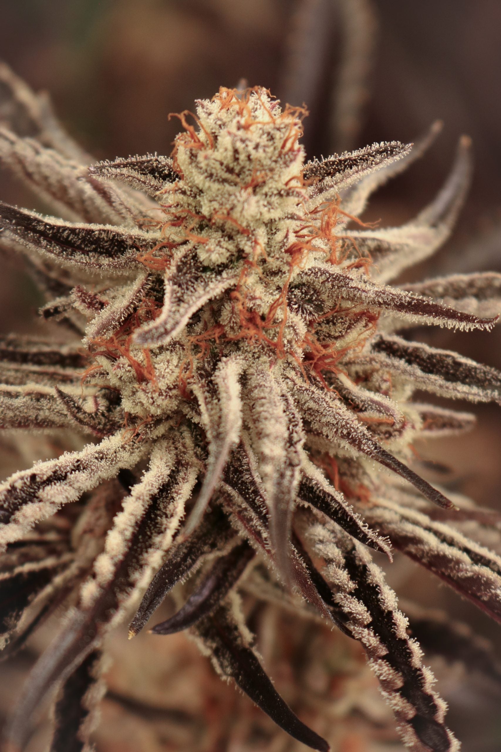 Close-up of a cannabis plant bud with a blurred background