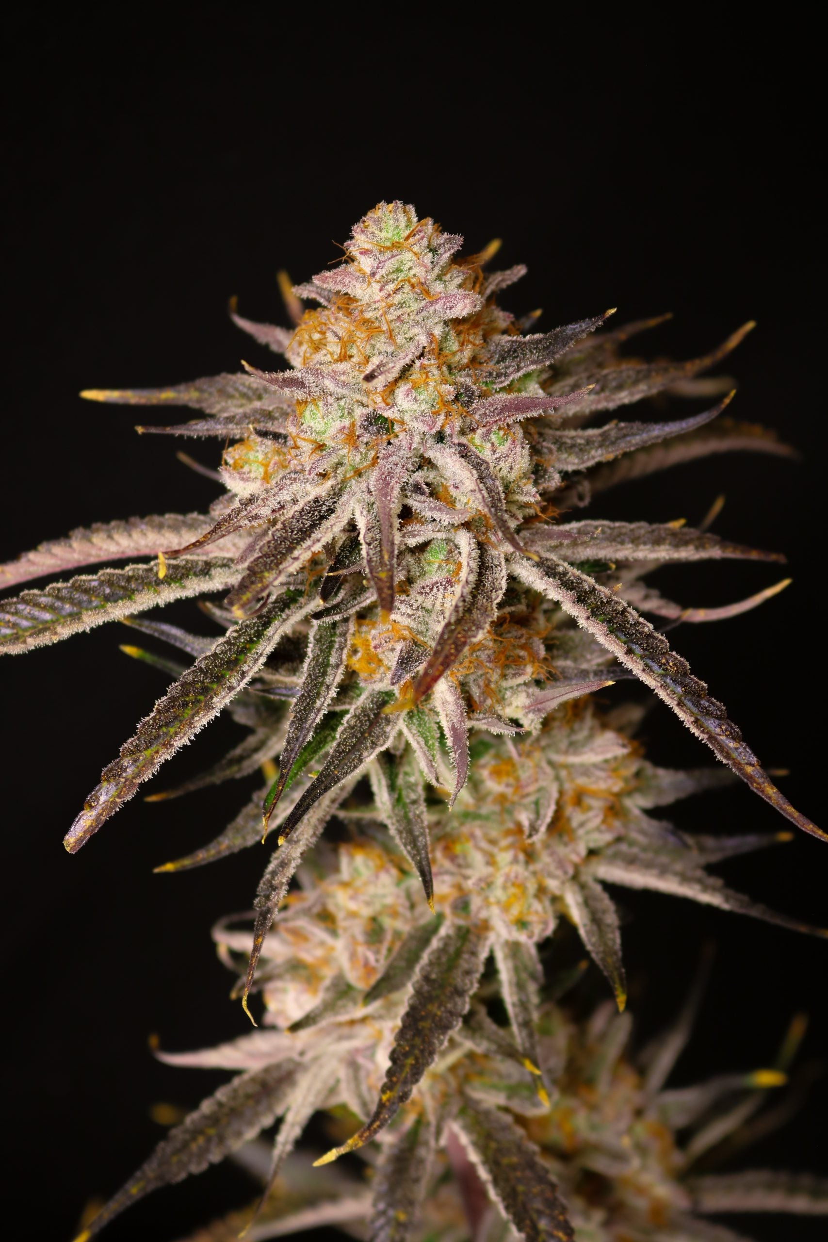 Close-up of a cannabis plant with dark background