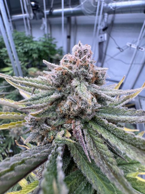 Close-up of a cannabis plant with frosty buds in an indoor setting.