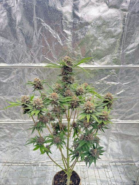 Grown cannabis plant against a textured gray background