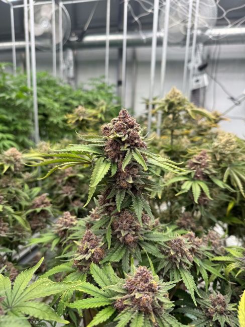 Grown cannabis plant with buds in a greenhouse setting