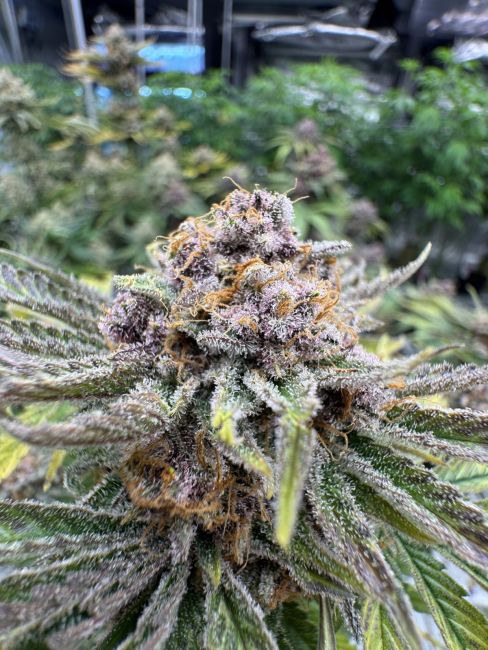 Close-up of a cannabis plant with trichomes and a blurred background