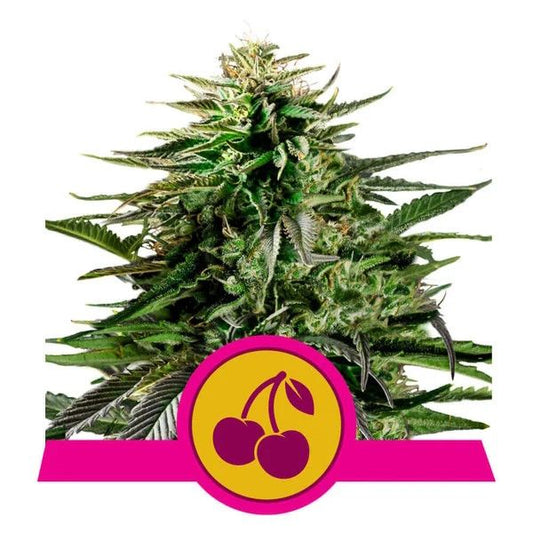 Green cannabis plant with a cherry logo and pink banner on a white background