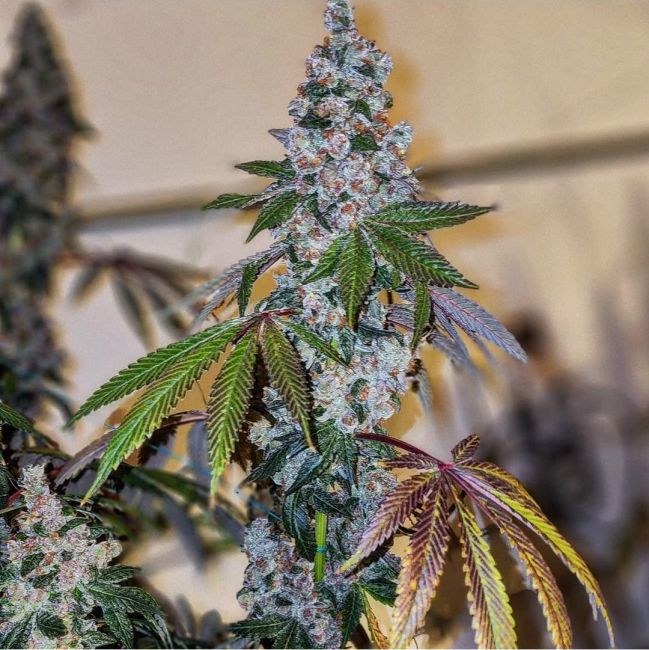 Cherry Pie OG S1 - Ethos Genetics