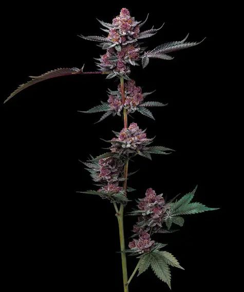 Cannabis plant with purple flowers on a black background